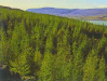 o_reforestacion tierras marginales